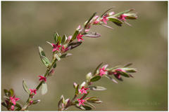 Polygonum plebeium